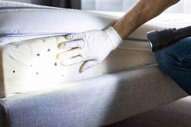 Best Affordable Pest Control Services  in Woodville, TX