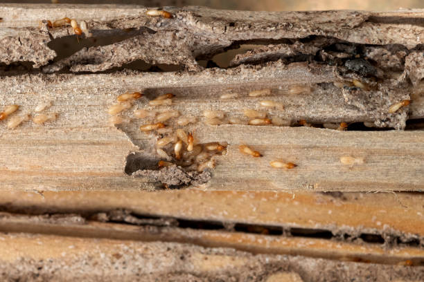Best Best Pest Control Companies  in Woodville, TX