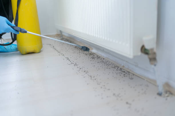 Best Emergency Pest Control  in Woodville, TX